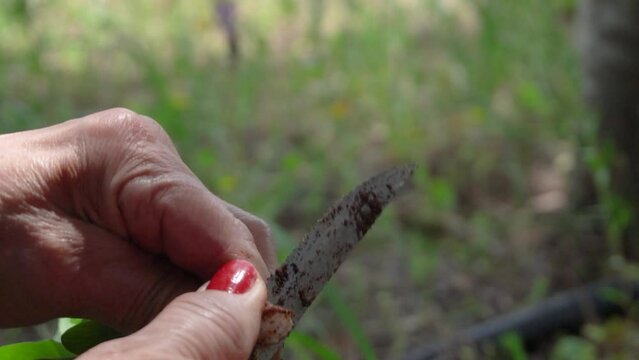 A woman&rsquo;s hand with red nails cuts the root of a rumex plant with a knife, showing the fleshy texture and color of the herb.