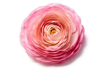 Isolated Pink Ranunculus Asiaticus on White, Persian Buttercup on White Background, generative AI
