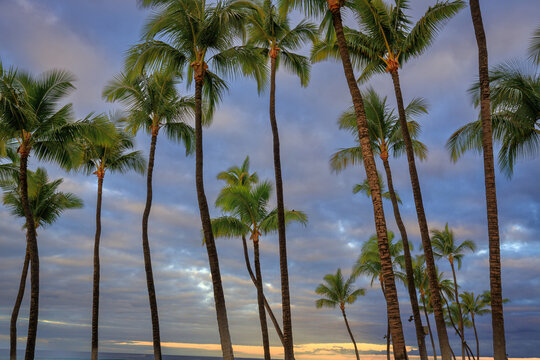 palm trees on the beach © Jayakrishnan