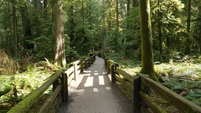 Trail in the Rain Forest during a vibrant sunny spring season day. Taken in MacMillan Provincial Park, Vancouver Island, British Columbia, Canada.