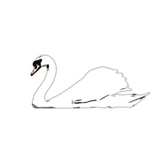 sketch of a swan with transparent background