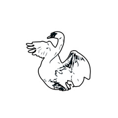 sketch of a swan with transparent background