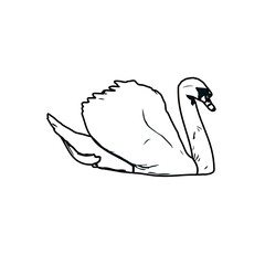 sketch of a swan with transparent background