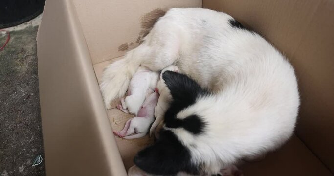 Close-up of a Newborn puppy eating breast milk. Lactating dog mother feeding puppies. Many puppy suckle milk from a lying nursing mother. Breastfed white bitch cubs. Dog mother love puppies. 4K.