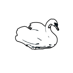 sketch of a swan with transparent background