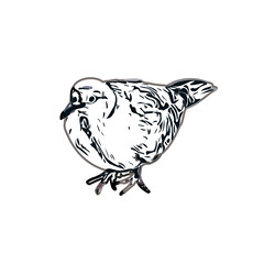 turtledove sketch with transparent background