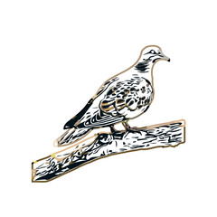 turtledove sketch with transparent background