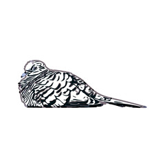 turtledove sketch with transparent background