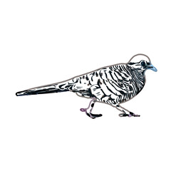 turtledove sketch with transparent background