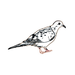 turtledove sketch with transparent background