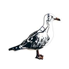 turtledove sketch with transparent background