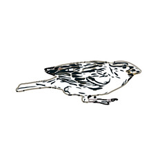 turtledove sketch with transparent background