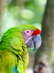 ara macaw parrot head outdor. ara macaw parrot outside. photo of ara macaw parrot in zoo.