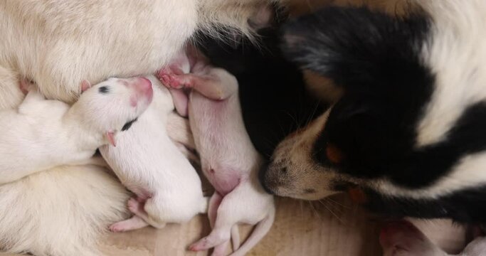 Close-up of a Newborn puppy eating breast milk. Lactating dog mother feeding puppies. Many puppy suckle milk from a lying nursing mother. Breastfed white bitch cubs. Dog mother love puppies. 4K.