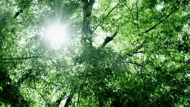 春、初夏、夏の晴天の森の木とさわやかな新緑の葉に太陽の強い日差しと木漏れ日　レンズフレア　夏休み・ゴールデンウィーク・観光・旅行・アウトドア・洗濯のイメージ背景	