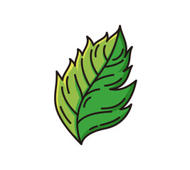 Vector doodle hand drawn nature leaf element