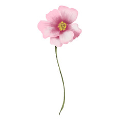 Watercolor illustration, Poppy pink flowers