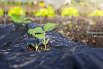 Bean seedling growing out of plastic mulch in garden. Close up of bean plants with defocused...