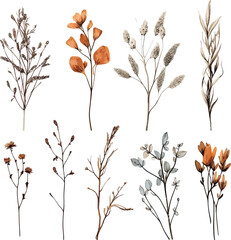 Set of dried floral watecolor. dry flower, dry leaves. Floral poster, invitation floral. Vector arrangements for greeting card or invitation design	
