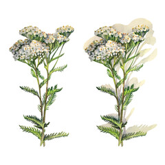 Set watercolor yarrow with shadow isolated on white background. Flower milfoil for card wedding invite. Summer or spring clipart for sticker wallpaper or wrapping. Hand-drawn element for sketchbook © NatashaKun