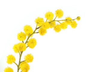 Mimosa flowers bunch, yellow fluffy balls isolated on white