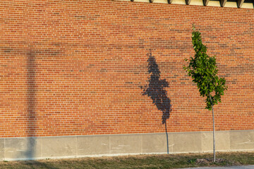 vue sur un mur en brique avec l'ombre d'un arbre lors d'un coucher de soleil
