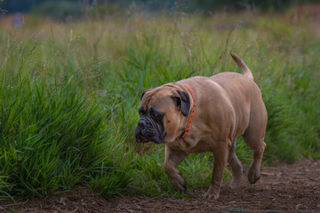 2021-08-31 A LARGE BULLMASTIFF WALKING THROUGH A GRASS MEADOW AT A OFF LEASH AREA AT THE MARYMOOR DOG PARK IN REDMOND WASHINGTON-