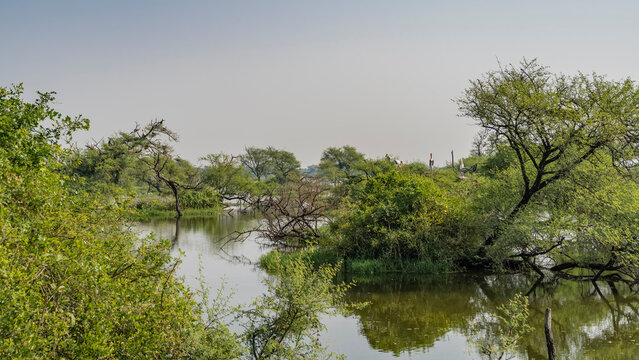 Lush green trees grow on the shore of the lake in a swampy area. Storks Mycteria leucocephala nest on the branches. A mirror image in calm water. Blue sky. India. Keoladeo Bird Sanctuary. Bharatpur