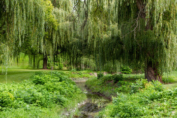 vue d'un ruisseau entre de grands arbres de type saule pleureur dans un terrain aux plantes vertes...