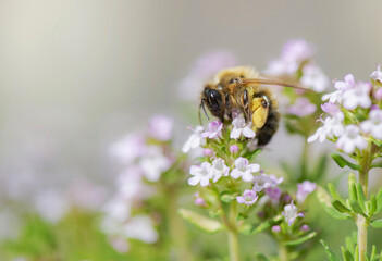 closeup on a honey bee pollinating white flowers of  thyme in a garden on blurred background  in  springtime