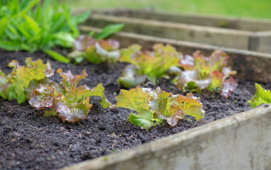closeup on young red and green lettuce growing in the soil in a wooden bed