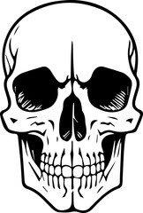 Detailed human head skull vector illustration
