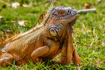 common iguana in green grass, in carpenter lagoon, tampico 