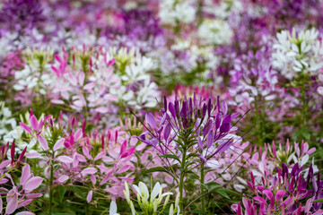 Spider Flower blooming in Guting Riverside Park, Zhongzheng District, Taipei City, Taiwan