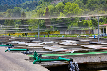 Fish farm for breeding fry of salmon species in warm countries. Filling with water from metal pipes...