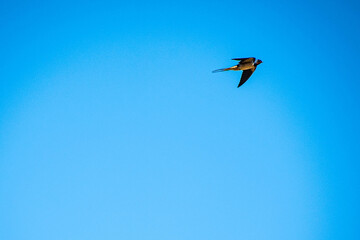 flying swallow in the blue sky
flying swallow as a messenger of spring, the sky is beautiful blue without a cloud, sunny spring day, Easter season