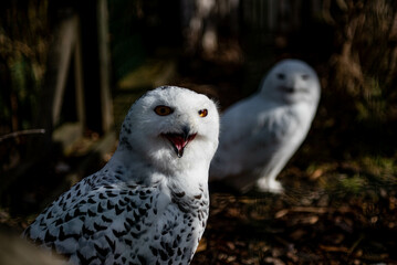 snowy owl photographed in the zoo the owl is careful, protects the nest, opens its beak, another owl can be seen in the background, a daytime hunter, mainly hunts lemmings and rabbits