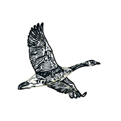 Obraz premium sketch of a swan with transparent background