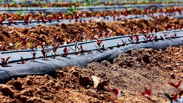 Drip irrigation and nectarine peach seedlings
