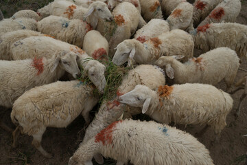Flock of sheep eating in a barnhouse.