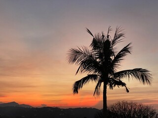 Sunset to Ko Samui in Thailand. Orange sky and palm tree shadow.