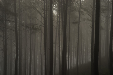 Fototapeta na wymiar Morning mist in a pine forest at Dalat, Vietnam.