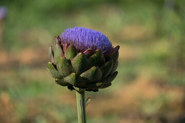 Artichoke flower blooming on a farm at Dalat, Vietnam.