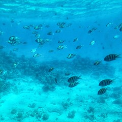 coral reef with fish, diving