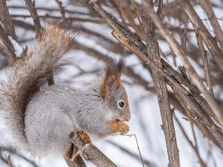 The squirrel with nut sits on tree in the winter or late autumn