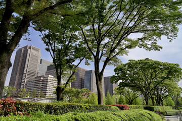 The office buildings of Marunouchi can be seen through the rows of fresh green trees in the outer gardens of the Tokyo Imperial Palace. Taken April 2023.
