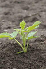 raspberry sprout