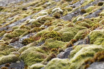 colony of lichen grown on an old slate roof	