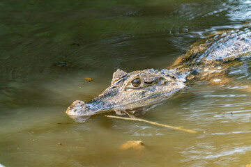 Black kajman Melanosuchus niger south america