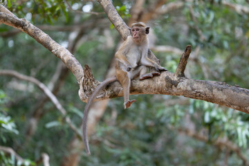 Toque macaque monkey climbs onto a slender tree trunk in the shade of the tropical rain forest, cheek pouch full of collected food.